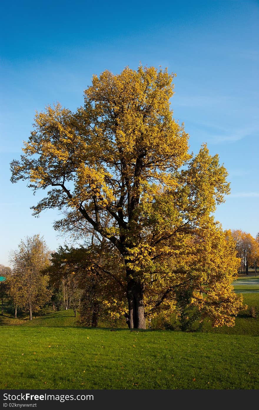 Several trees on green grass field. Several trees on green grass field