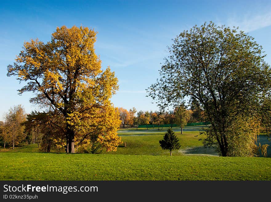 Several trees on green grass field. Several trees on green grass field