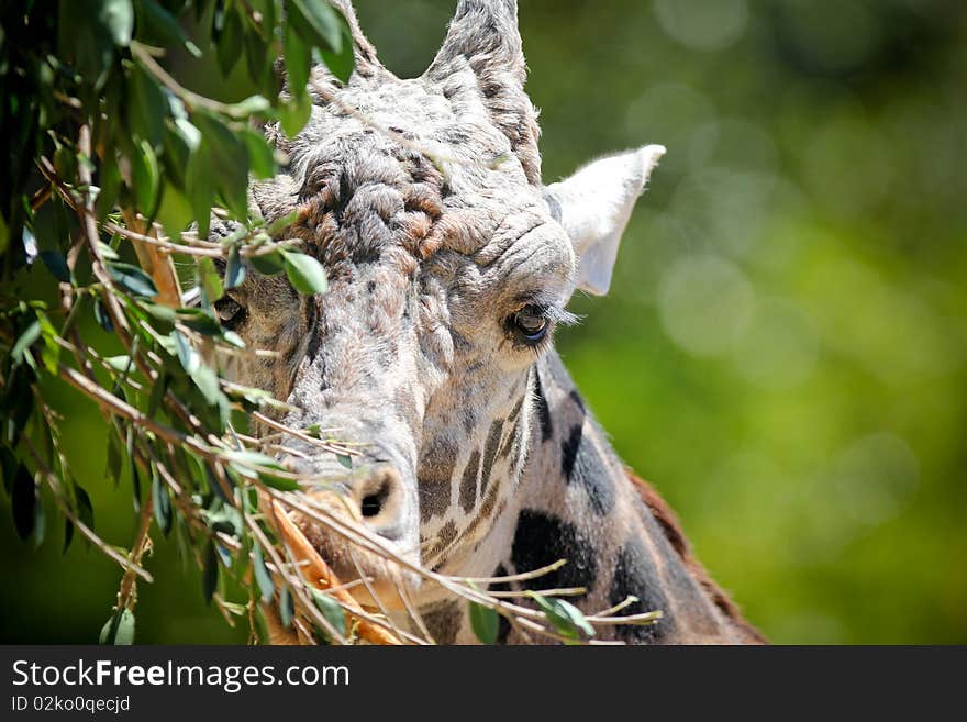 Beautiful portrait of a giraffe. Beautiful portrait of a giraffe