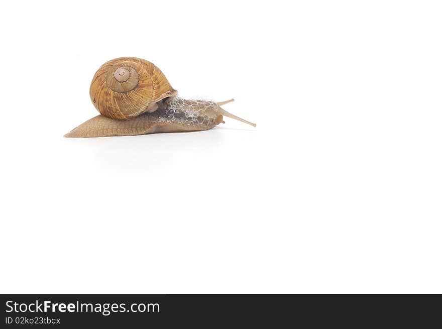 Garden snail isolated on white background