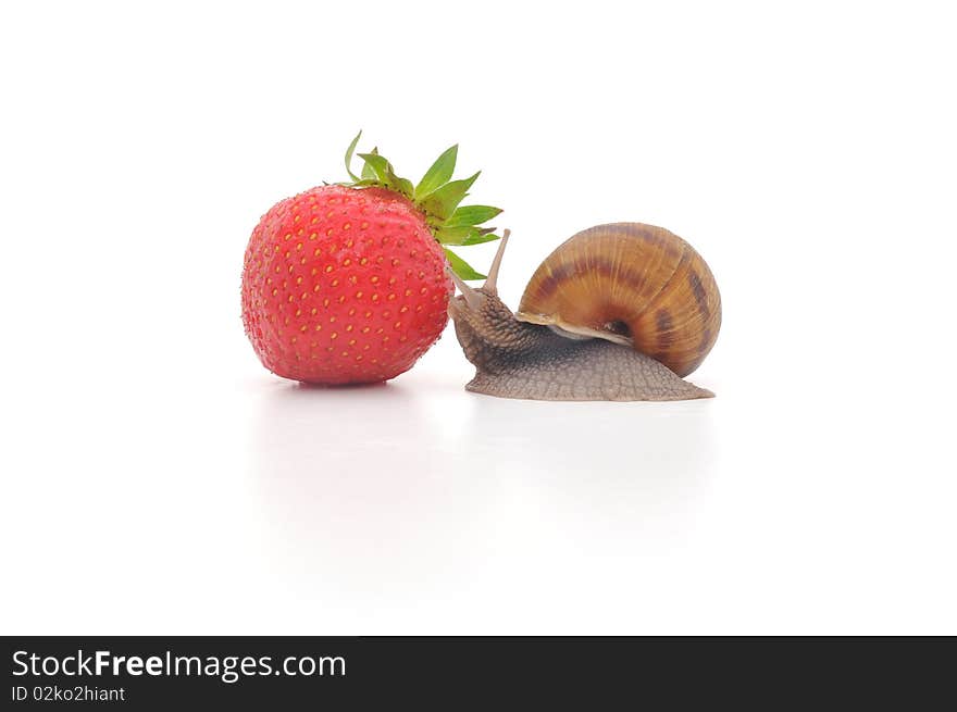 Snail and strawberries on a white surface