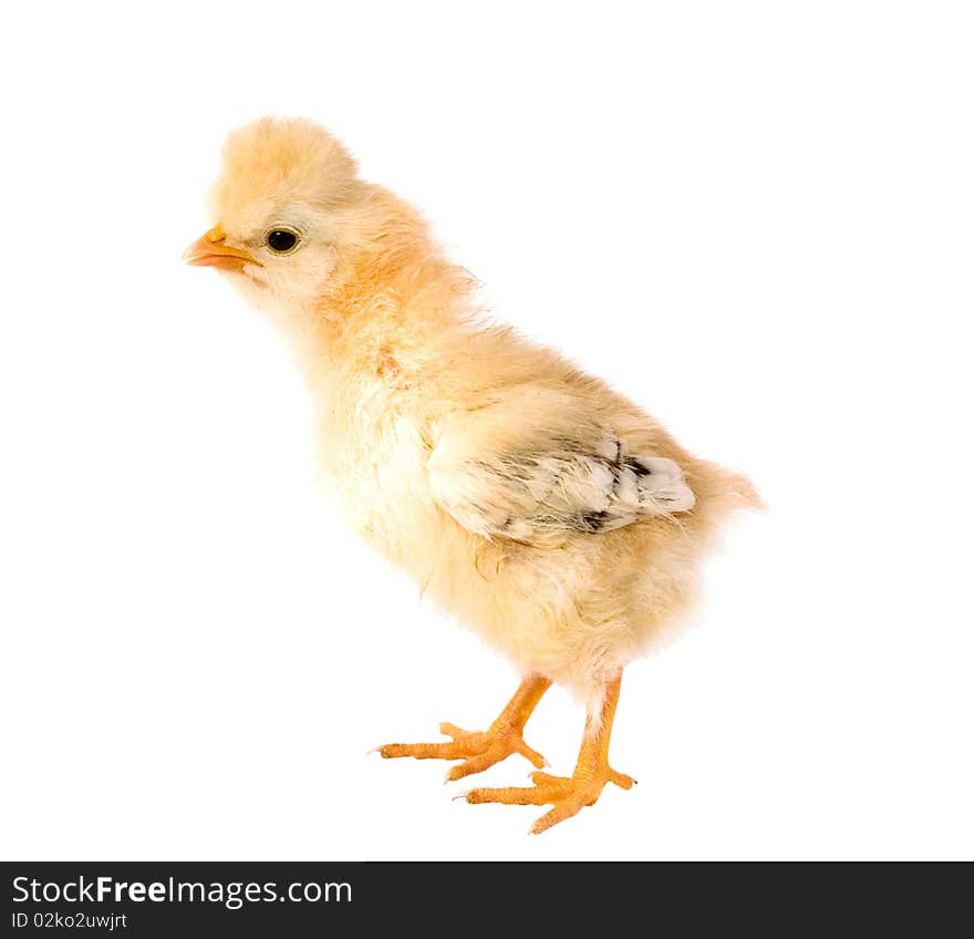 Chicken on a white background