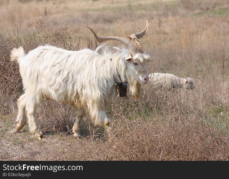 A goat male walking on farmland. Photo taken on April 2009