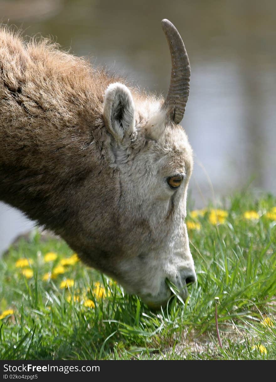 A sole mountain goat grazes in Jasper National Park in Alberta,Canada. A sole mountain goat grazes in Jasper National Park in Alberta,Canada.