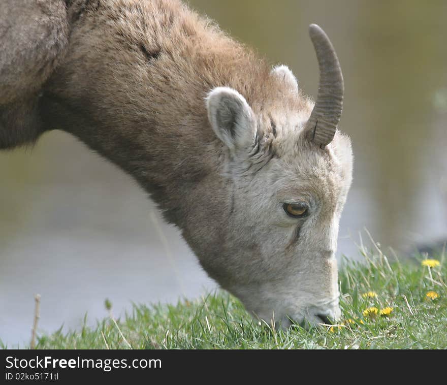 A mountain goat grazes in Jasper National Park,Alberta,Canada.