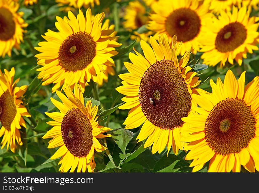 A Field Of Sunflowers