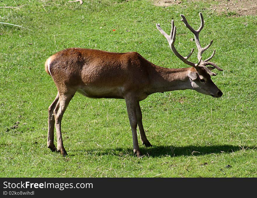 A Young Deer.