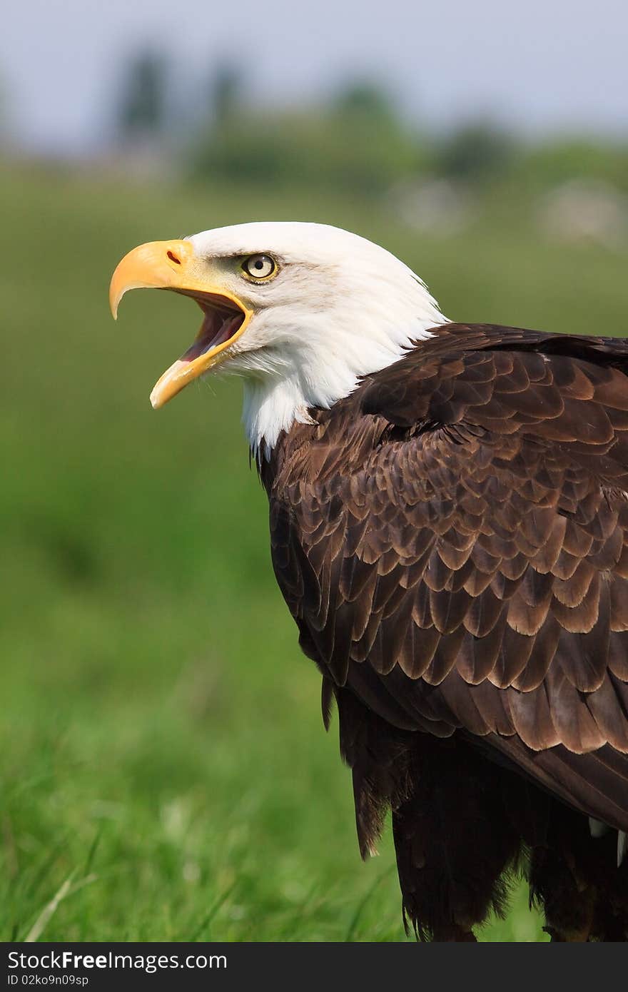 Agressive eagle sitting in the grass looking over it's shoulder