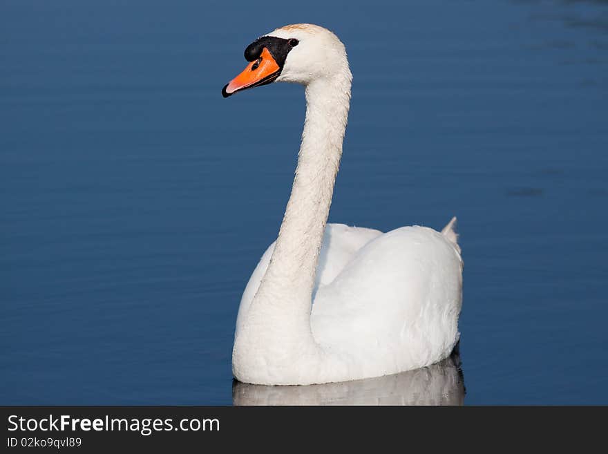 Swan looking into camera against blue water. Swan looking into camera against blue water