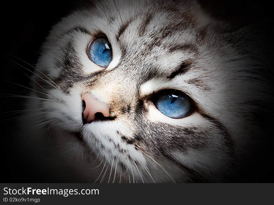 Cat with beautiful blue eyes looking up. Cat with beautiful blue eyes looking up