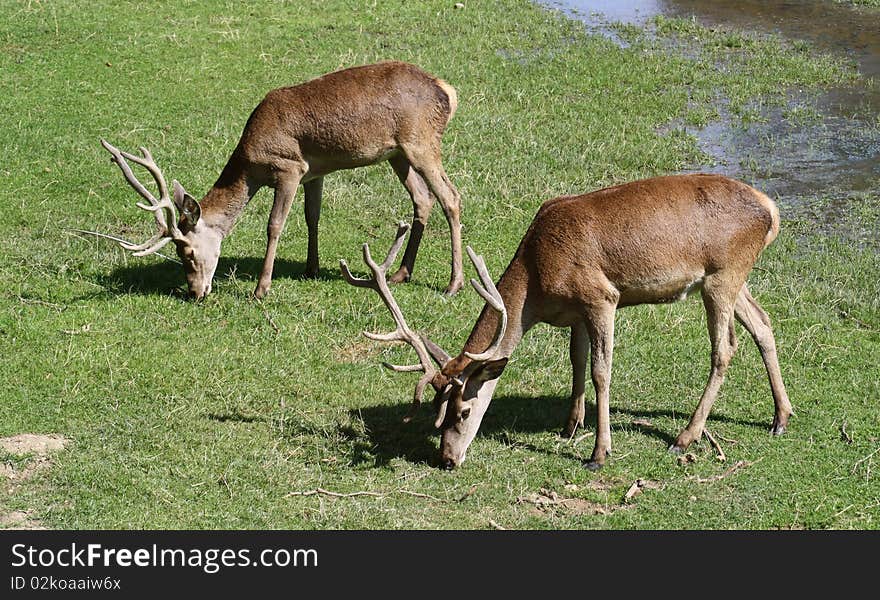 Two deer grazing.