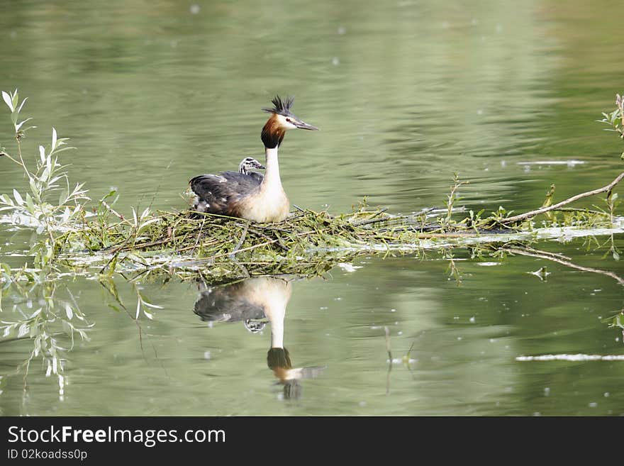 Grebe with the offspring in the nest. Grebe with the offspring in the nest