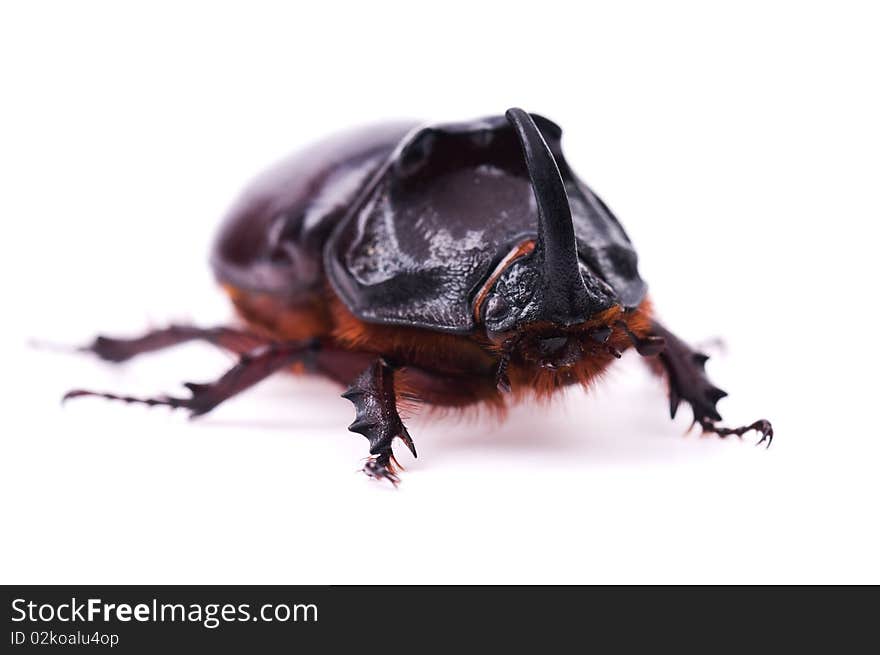 Rhinoceros beetle isolated on a white background