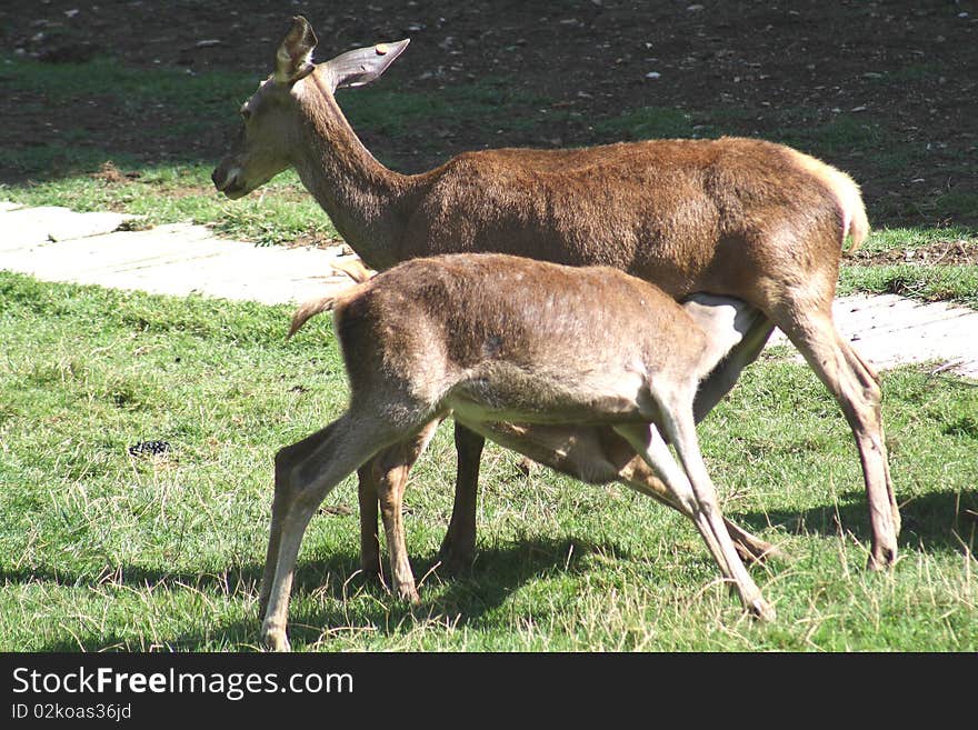 Two Deer Grazing.