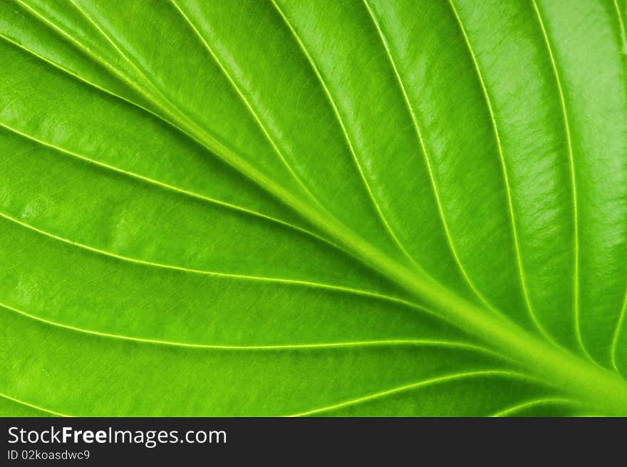 Texture of a green leaf as background. Texture of a green leaf as background