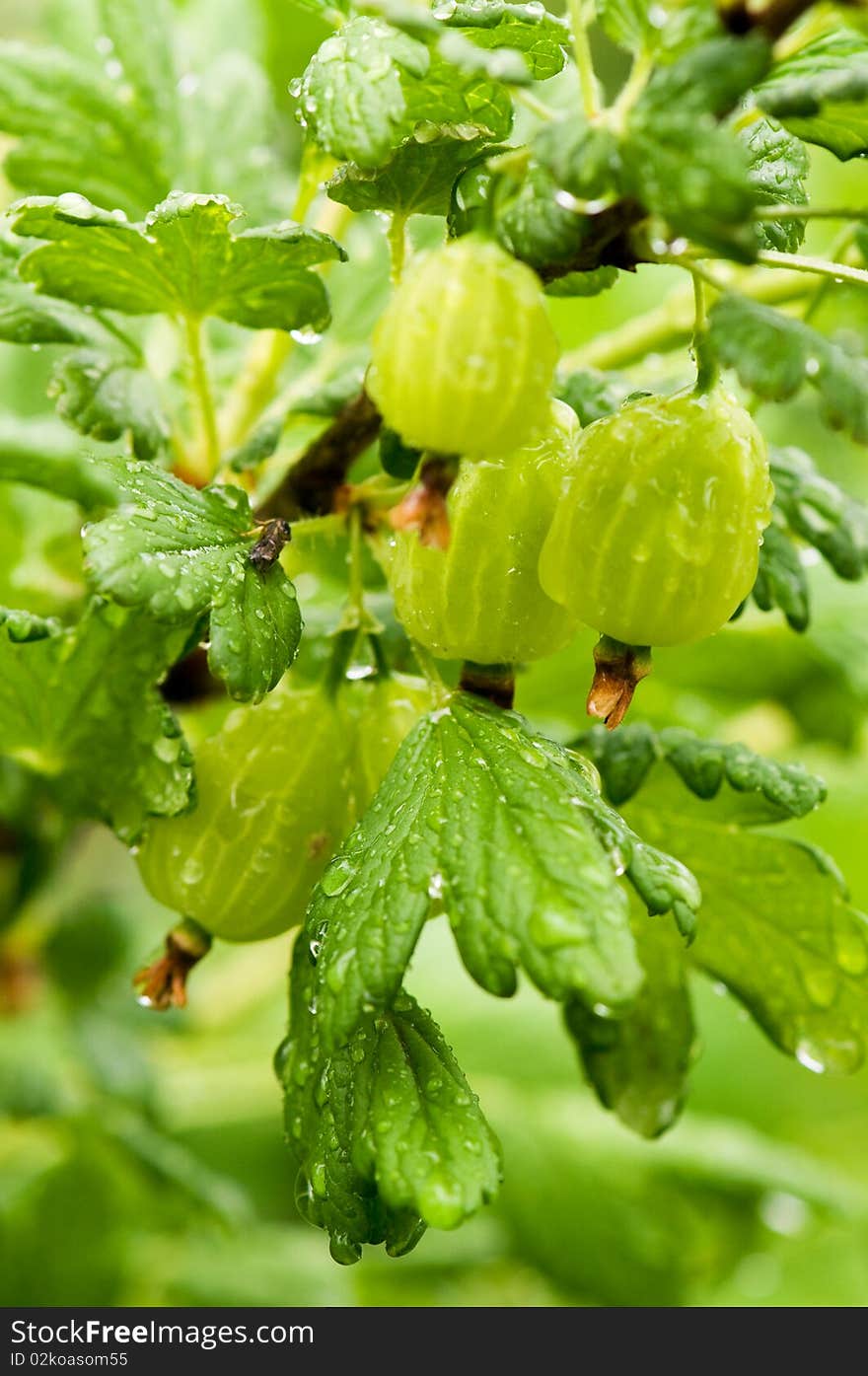 Green gooseberries on the branch with rain drops