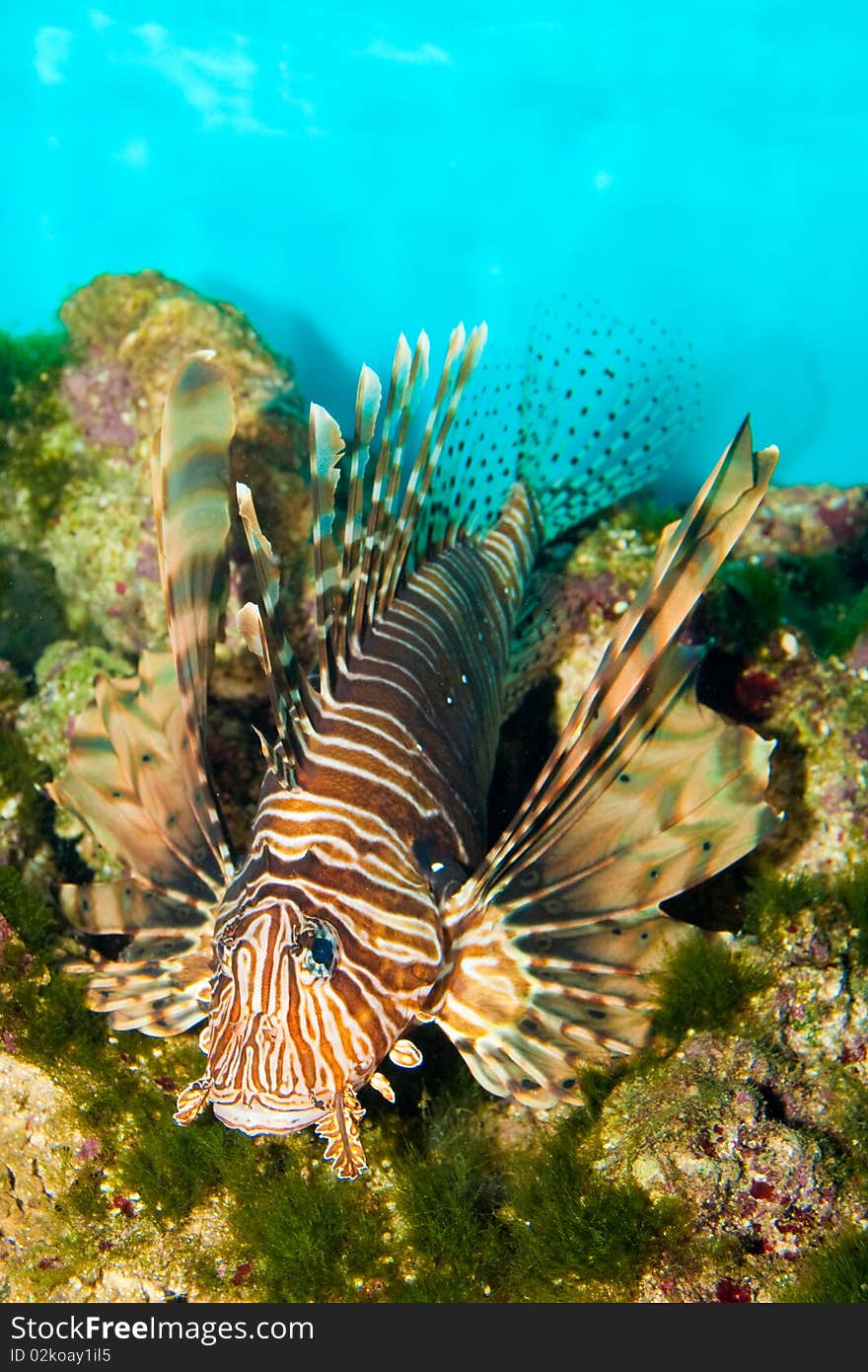 Red Volitan Lionfish