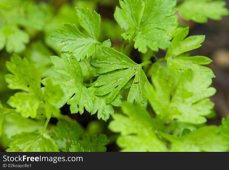 Fresh green parsley leaves background with rain drops. Fresh green parsley leaves background with rain drops