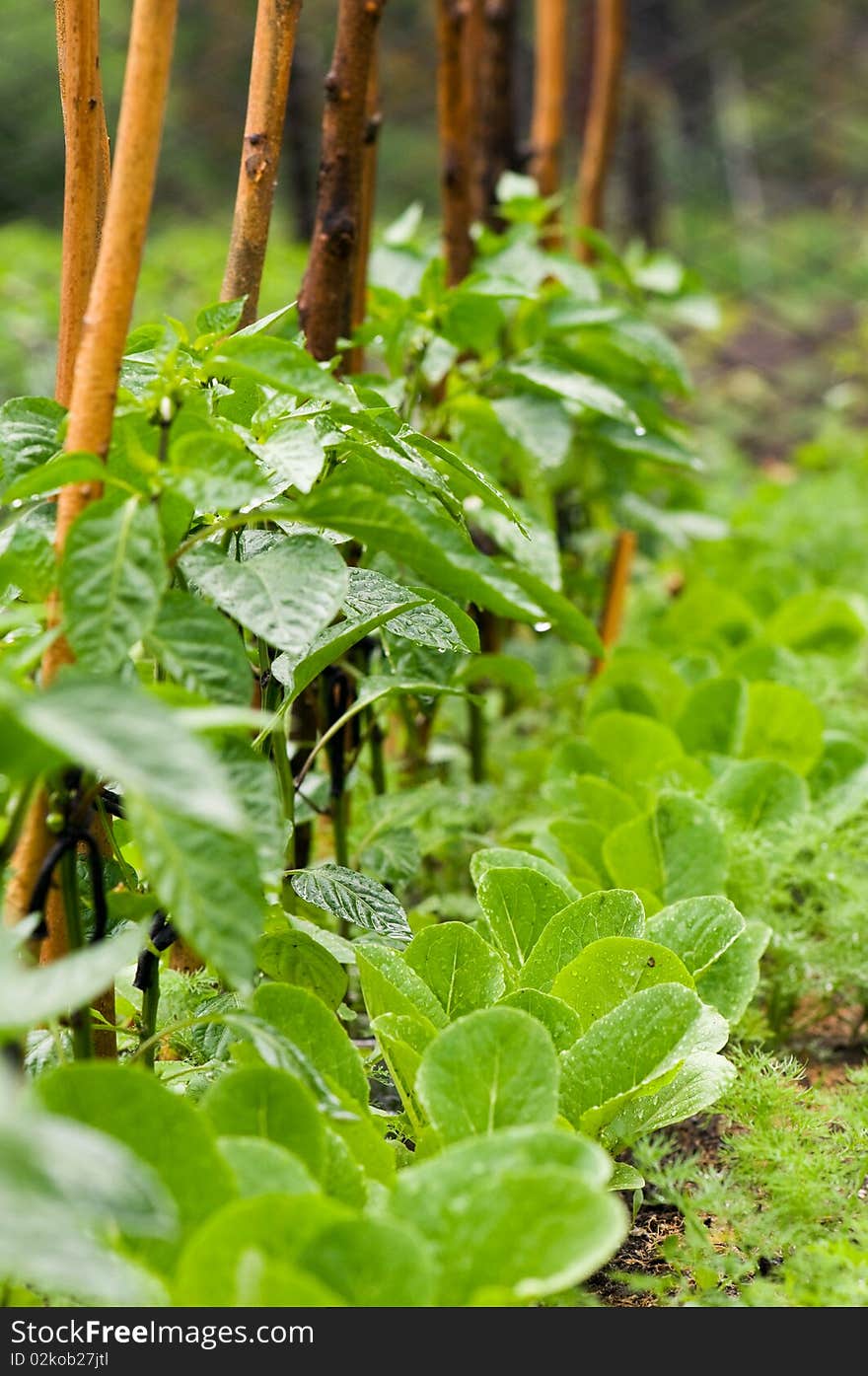 Pepper sprouts in garden with rain drops