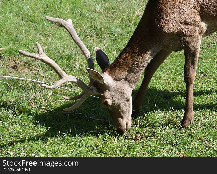 A Young Deer.