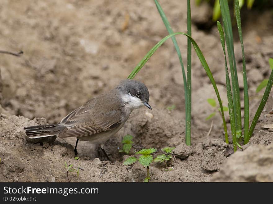 Lesser Whitethroat on the ground