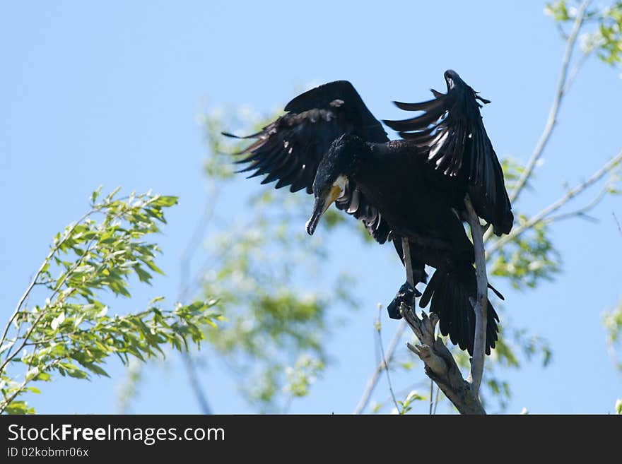 Great Cormorant landing