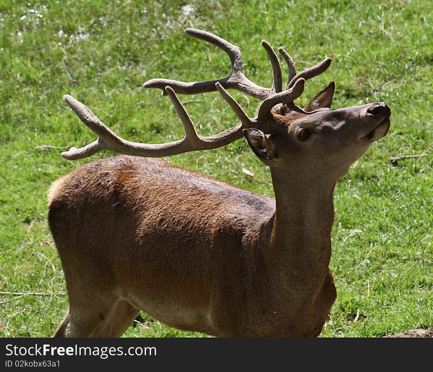 A young deer.