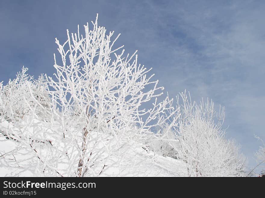 Trees against the sky