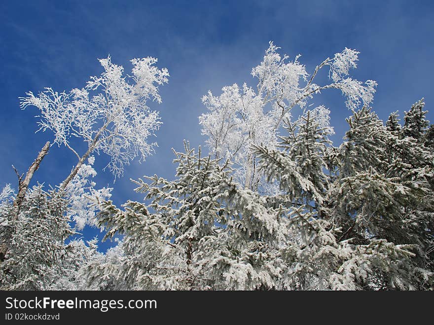 Trees against the sky