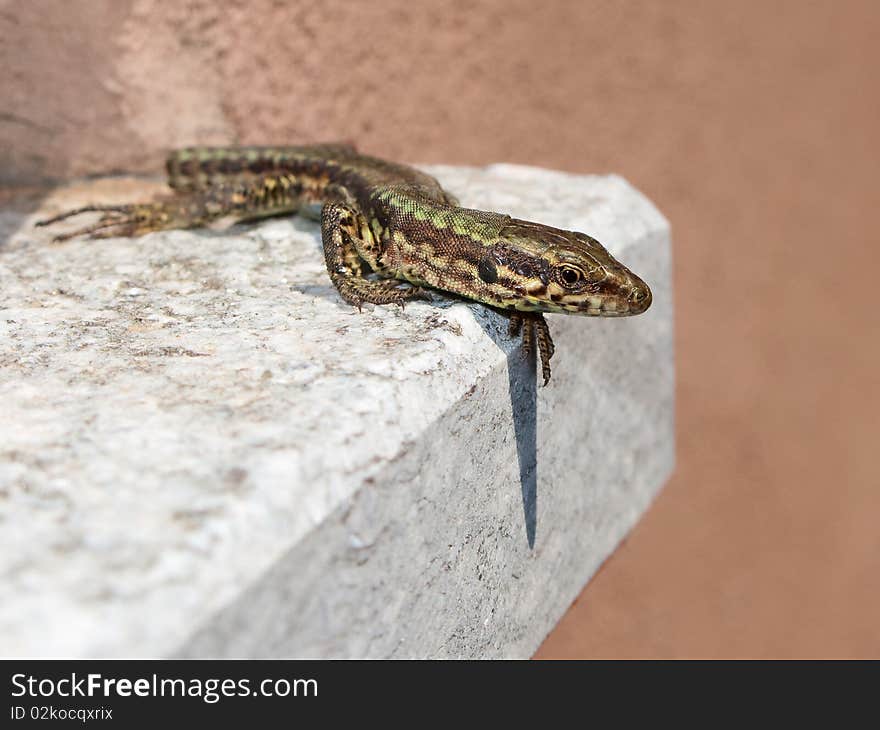 Common Lizard macro