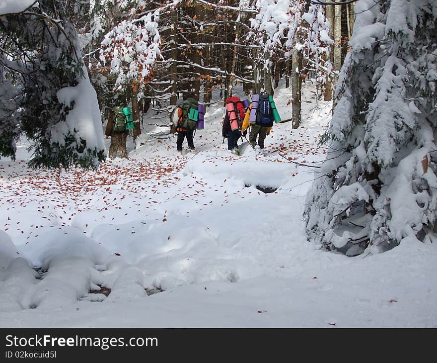 Tourists in winter wood