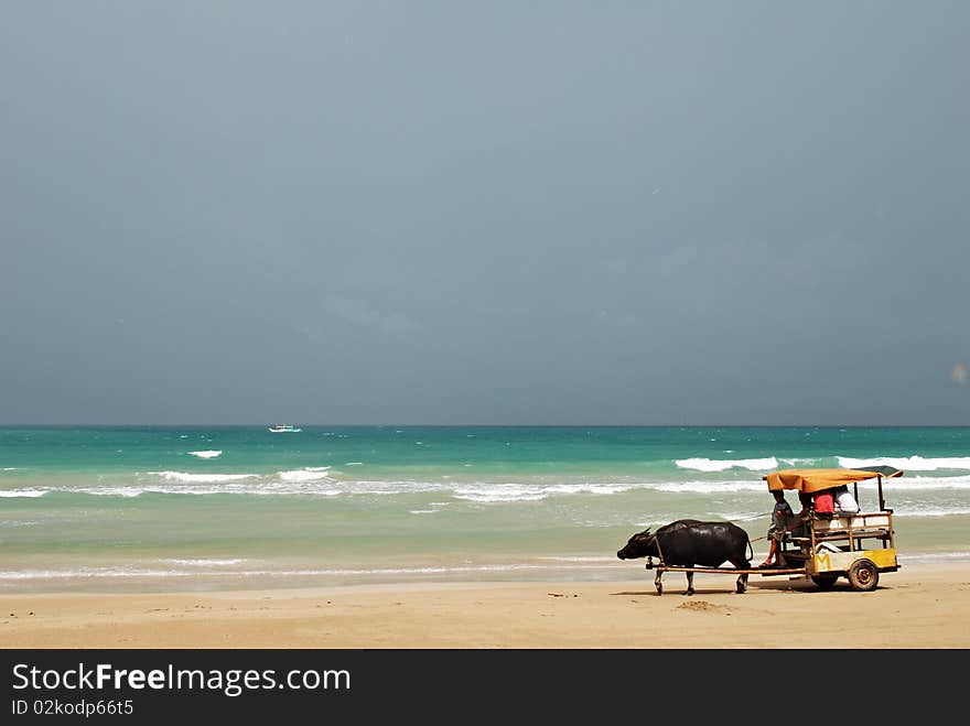 Carabao Cart on a Beach