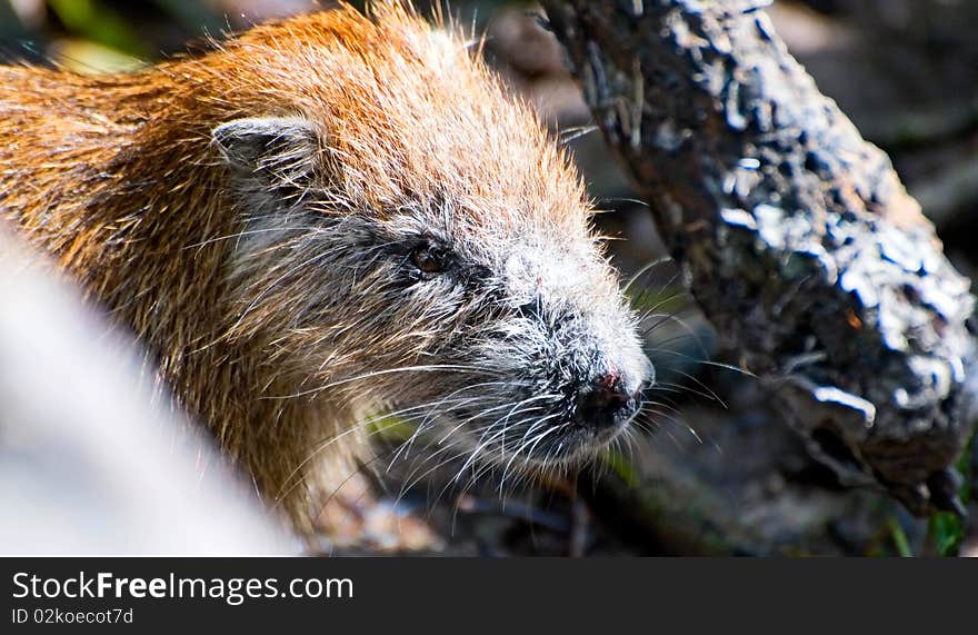 Hutia