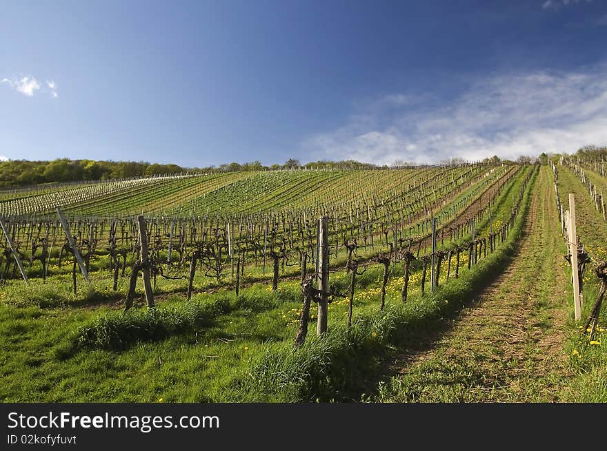 Vineyard summertime scene in vienna