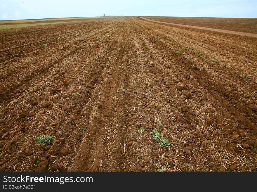 The sowed field wheat against the sky