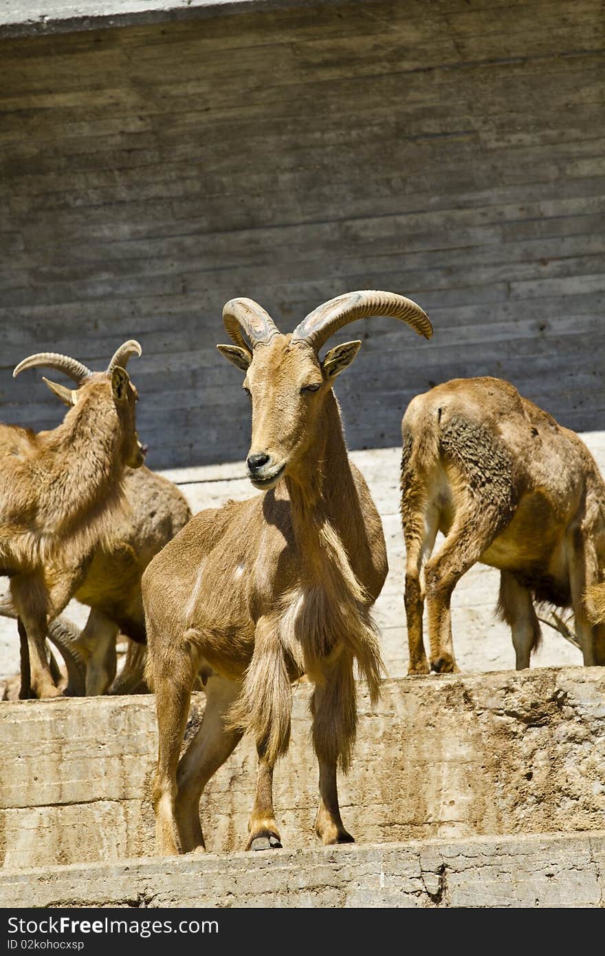 Spanish ibex, group