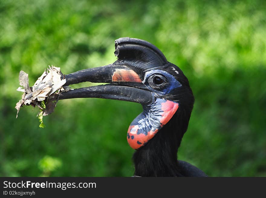 The Horned Bird