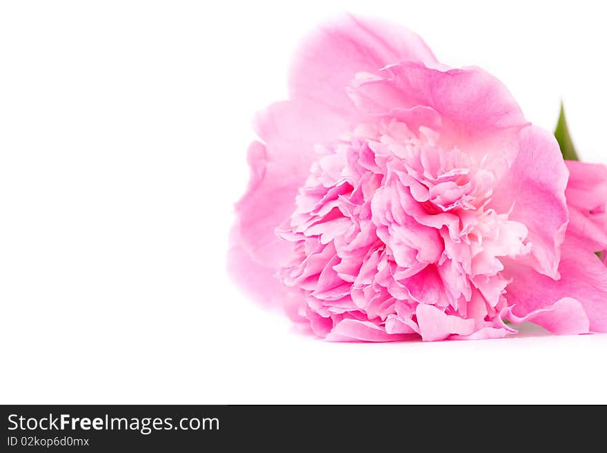 Pink Peony Flower