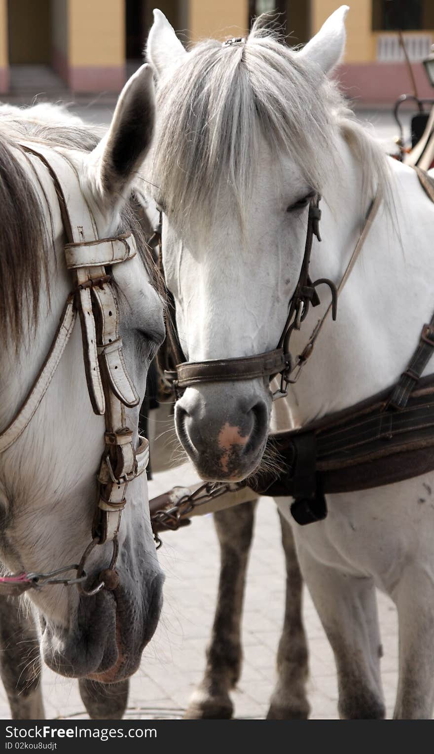 Close up heard of two white horses. Close up heard of two white horses