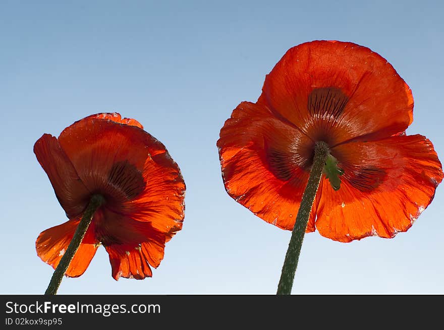 Poppies on a blue sky background