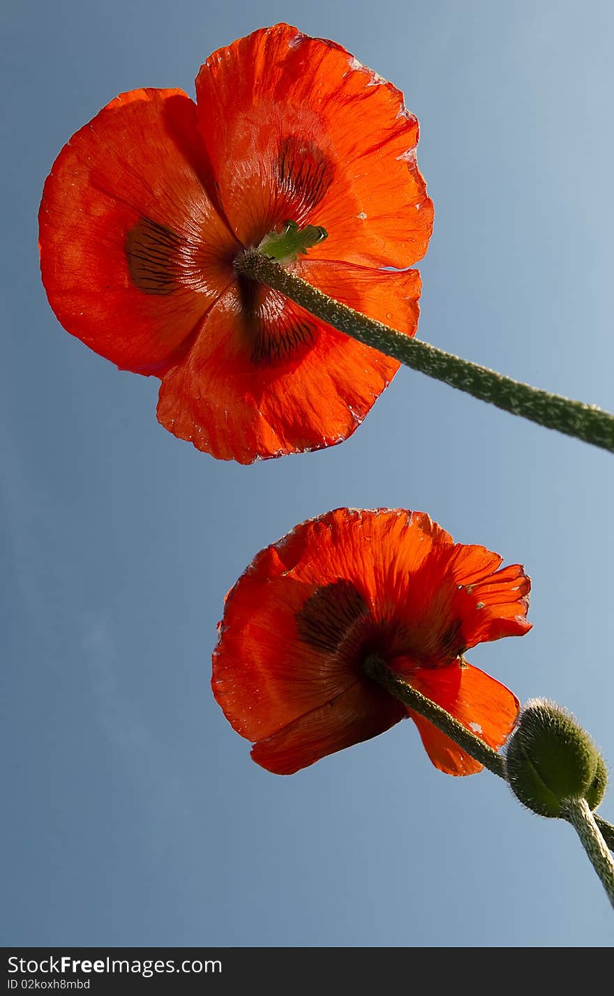 Poppies on a blue sky background