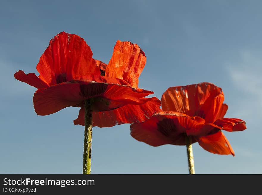 Poppies on a blue sky background