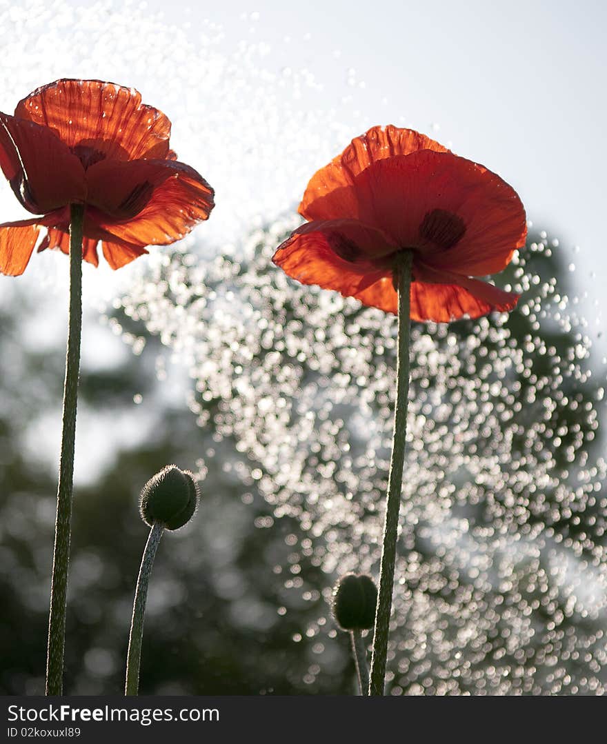 Poppies on a blue sky background