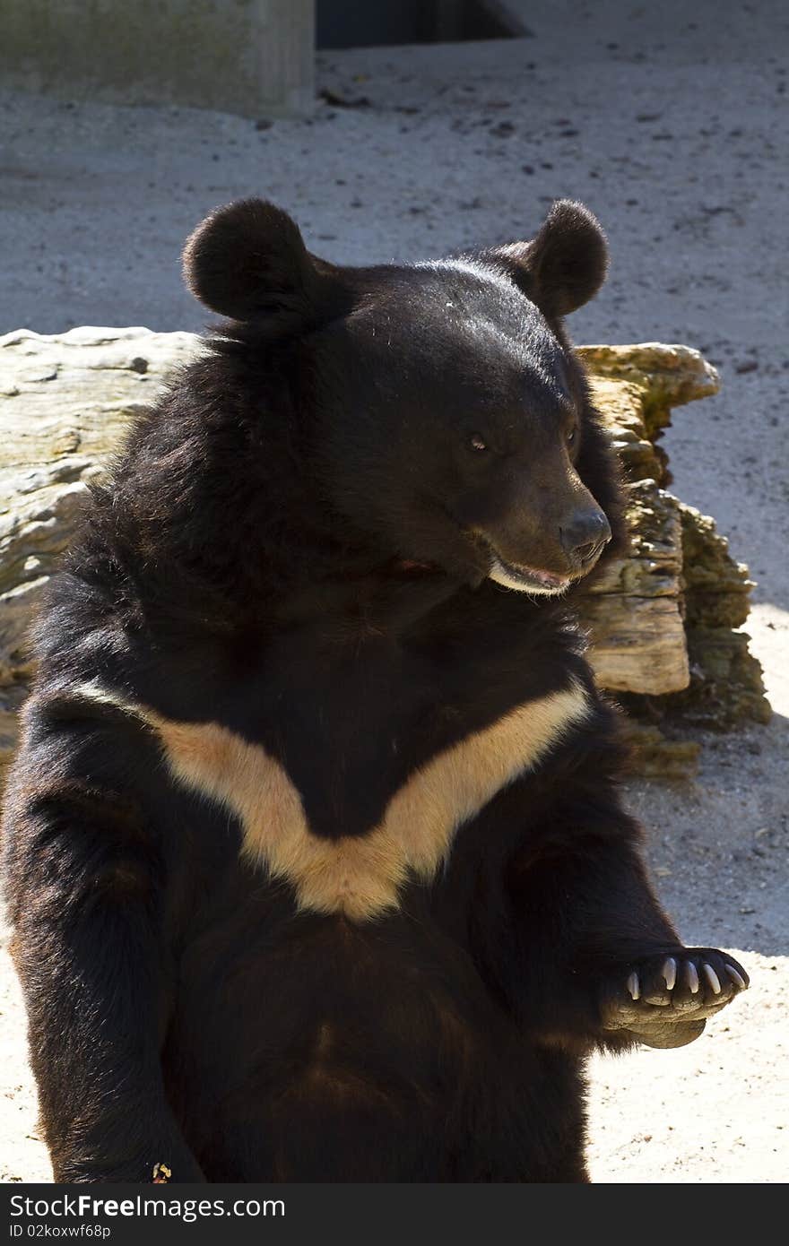 Black bear from zoo, big mammal