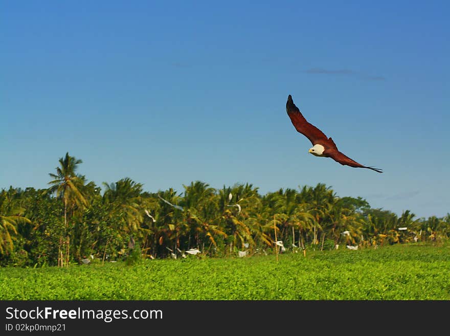 Flying bald eagle above the coconut palms and rice paddies in Ubud - Bali (Indonesia)