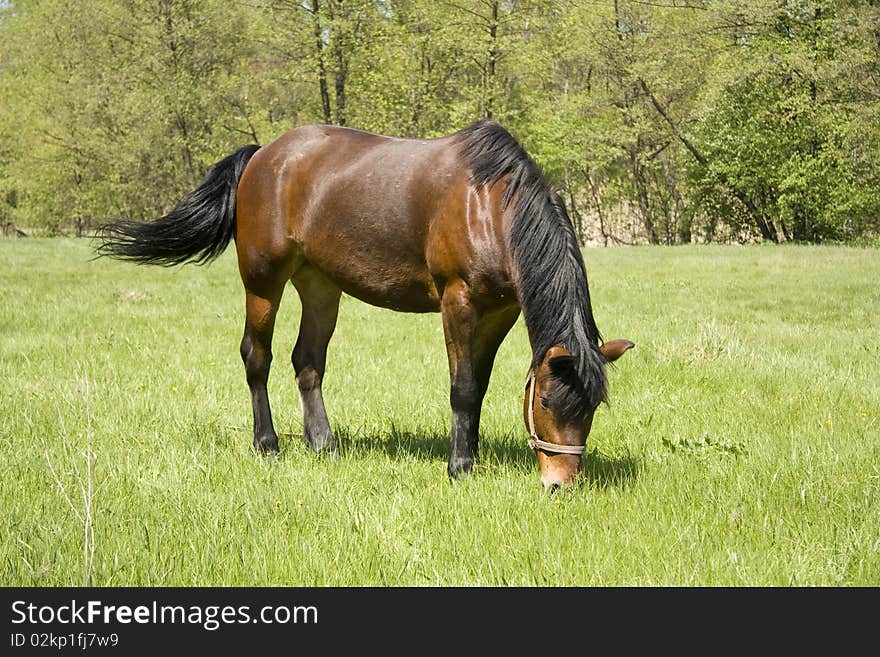 Brown horse grazing on the spring meadow