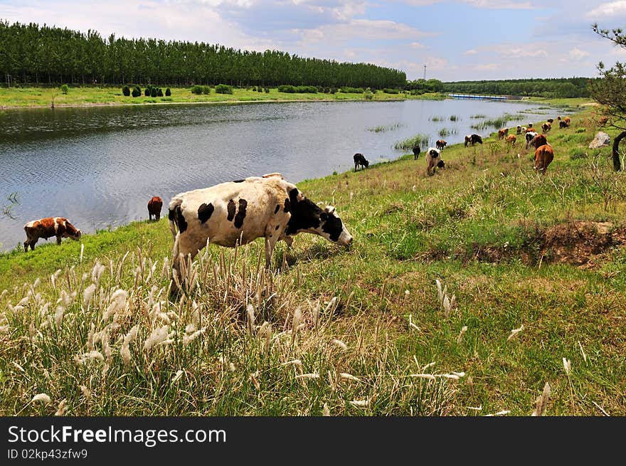 The river cattle grazing grass. The river cattle grazing grass.