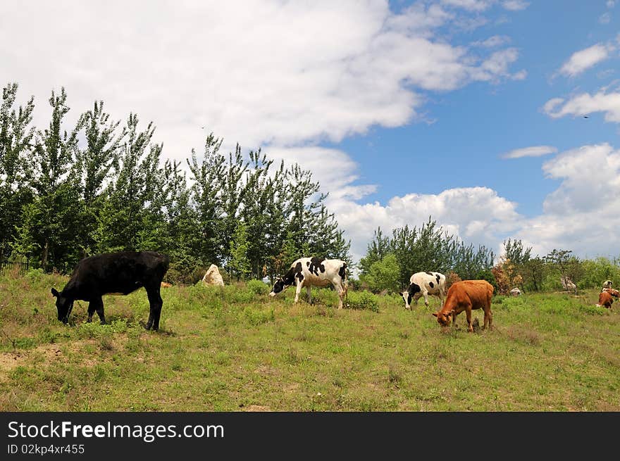 Cattle grazing in the grass.