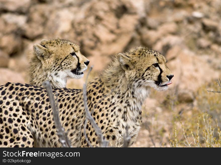 Two Cheetahs on the lookout for prey. Two Cheetahs on the lookout for prey