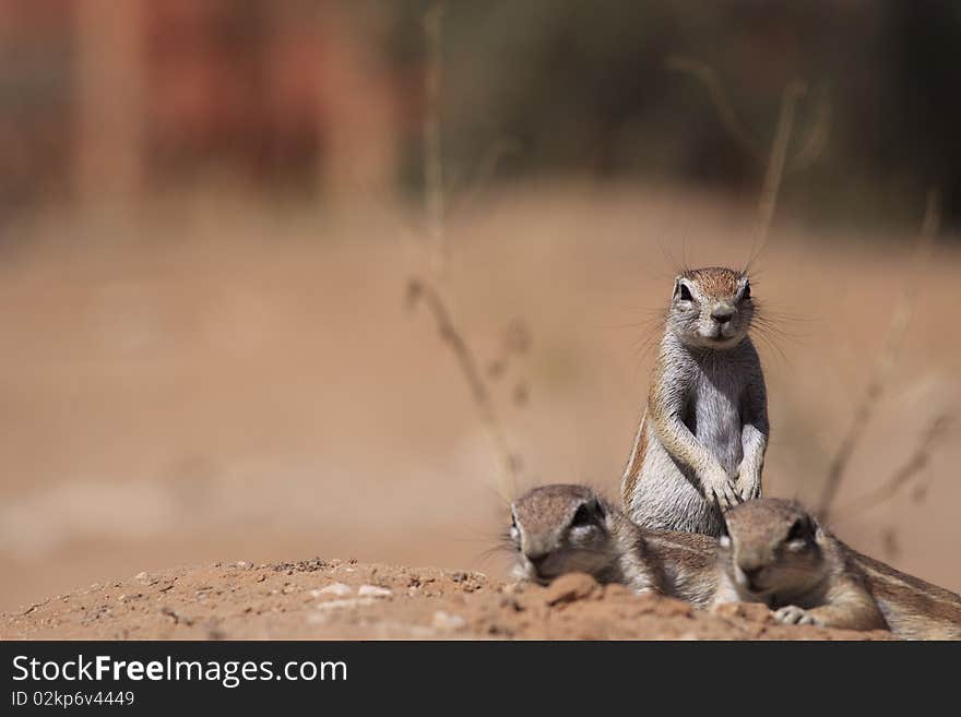 Three ground squirrels in the kalahari desert